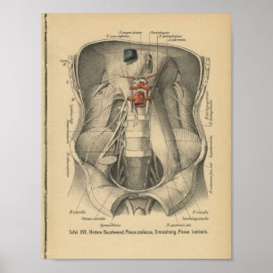 Vintag 1888 deutscher Anatomie Print Abdomen Poster