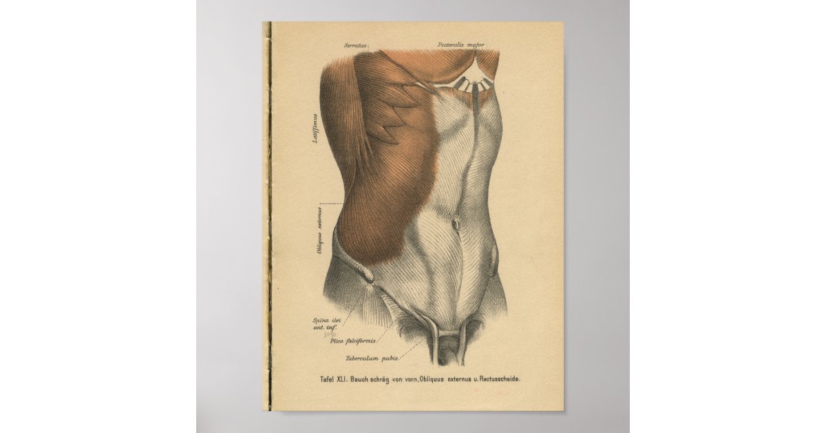 Vintag 1888 deutscher Anatomie Print Abdomen Poster Zazzle.de