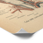 Vintag 1888 deutscher Anatomie Print Neck Poster (Ecke)