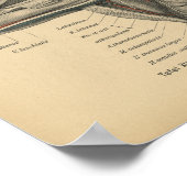 Vintag 1888 deutscher Anatomie - Schulterarm Poster (Ecke)