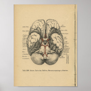 Vintag 1888 deutsches Anatomie-Druckgedächtnis Poster