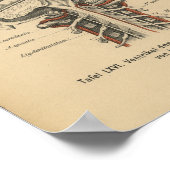 Vintag 1888 Deutsches Anatomie Druckkopf-Gehirn Poster (Ecke)