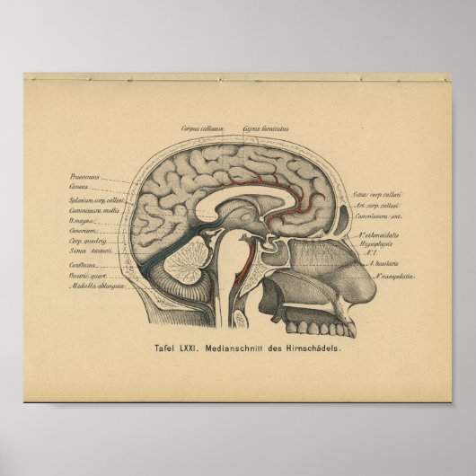Vintag 1888 Deutsches Anatomie Druckkopf-Gehirn Poster (Vorne)