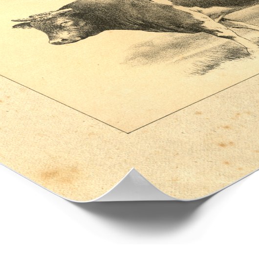 Vintag 1888 Guernsey Bull Print Poster (Ecke)