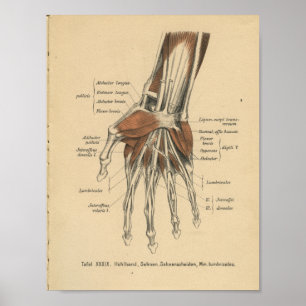 Vintag 1888 Handgelenk für Anatomie Poster