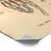 Vintag 1888 Handgelenk für Anatomie Poster (Ecke)