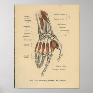 Vintag 1888 Handgelenk für Anatomie Poster