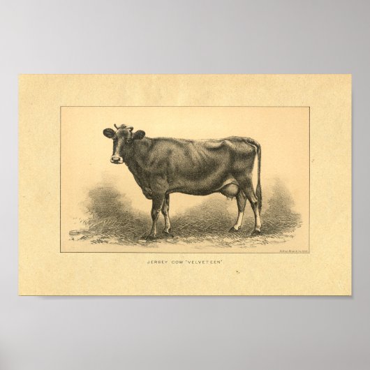 Vintag 1888 Jersey Cow Print Poster (Vorne)