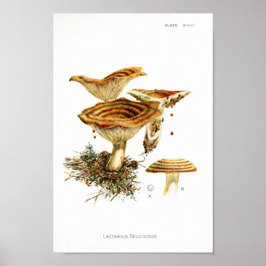 Vintag 1895 Pilze Braune Streifen Kunstdrucken Poster (Vorne)