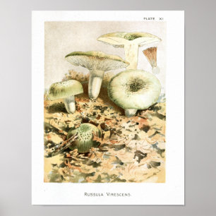 Vintag 1895 Pilze Russula Braun Art Print Poster