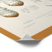 Vintag 1899 Pilze Brown Cap Art Print Poster (Ecke)