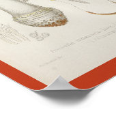 Vintag 1899 Pilze Rot-Gelbe Kunstdrucke Poster (Ecke)