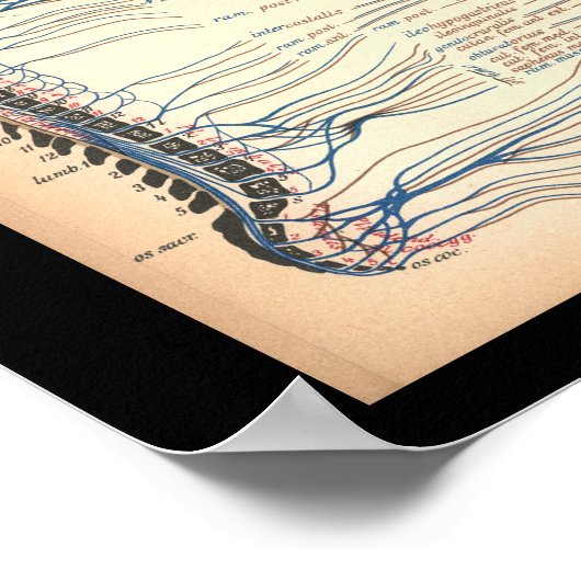 Vintag 1901 Anatomie der Wirbelsäule Poster (Ecke)