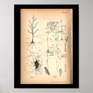 Vintag 1901 Nerve Neuron Anatomie drucken Poster