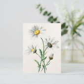 Vintag 1902 Illustration über alte Blume Postkarte (Stehend Vorderseite)