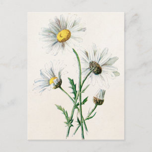 Vintag 1902 Illustration über alte Blume Postkarte