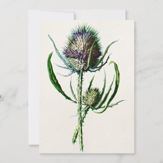 Vintag 1902 Old Scottish Thistle Wild Blume Karte (Vorderseite)