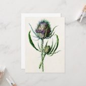 Vintag 1902 Old Scottish Thistle Wild Blume Karte (Vorderseite/Rückseite Beispiel)