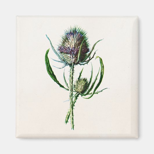Vintag 1902 Old Scottish Thistle Wild Blume Magnet (Vorne)