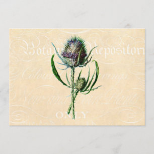 Vintag 1902 Schottische Thistle Antique Wildblume Karte