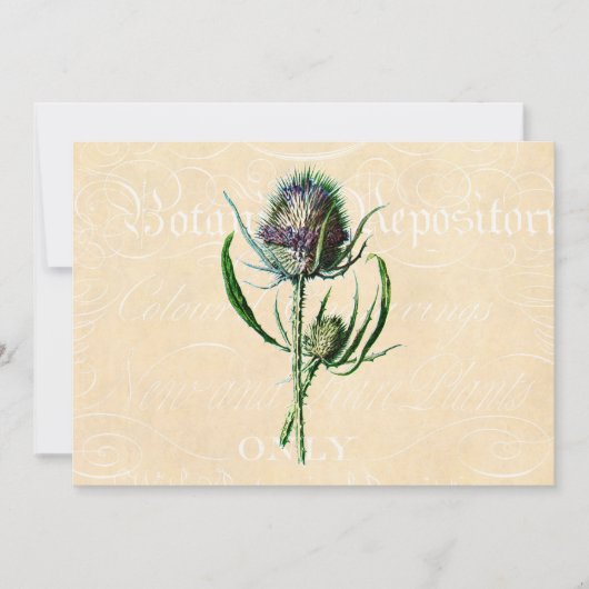Vintag 1902 Schottische Thistle Antique Wildblume Karte (Vorderseite)