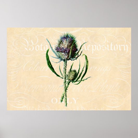 Vintag 1902 Schottische Thistle Antique Wildblume Poster (Vorne)