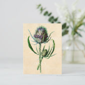 Vintag 1902 Schottische Thistle Antique Wildblume Postkarte (Stehend Vorderseite)