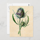 Vintag 1902 Schottische Thistle Antique Wildblume Postkarte (Vorne/Hinten)