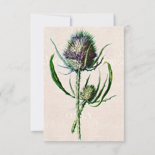 Vintag 1902 Scottish Thistle Old Wild Blume Karte (Vorderseite)