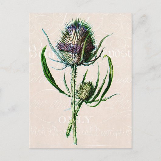 Vintag 1902 Scottish Thistle Old Wild Blume Postkarte (Vorderseite)