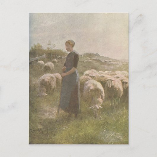 Vintag 1907 Illustration of Sheep in Pasture Postkarte (Vorderseite)