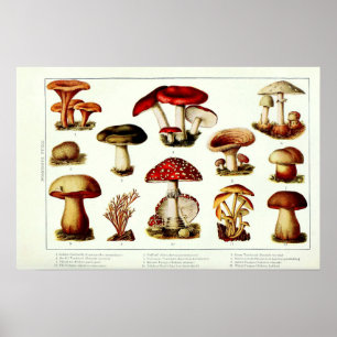 Vintag 1908 Giftige Pilze Poster