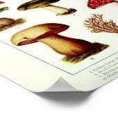 Vintag 1908 Giftige Pilze Poster (Ecke)