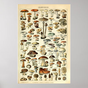 Vintag 1909 Pilz-Art von Adolphe Millot Poster