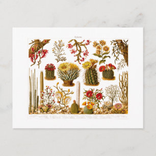 Vintag 1911 Kaktus Blume Alte BlumenIllustration Karte
