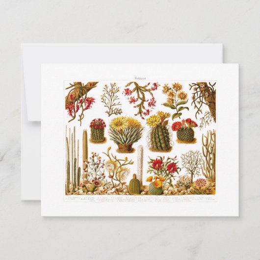 Vintag 1911 Kaktus Blume Alte BlumenIllustration Karte (Vorderseite)