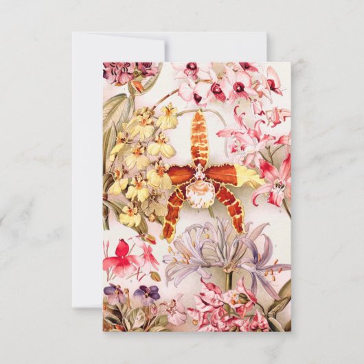 Vintag 1911 Orchid Pink Blume Alte Illustration Karte (Vorderseite)