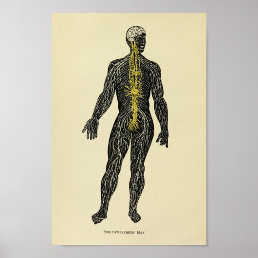 Vintag 1920 Anatomie-Kunstdruckkunst Poster (Vorne)