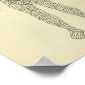 Vintag 1920 Lymphsystem Anatomie Kunstdrucken Poster (Ecke)