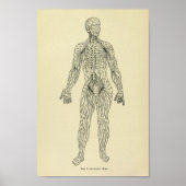 Vintag 1920 Lymphsystem Anatomie Kunstdrucken Poster (Vorne)