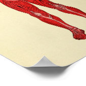 Vintag 1920 Muscle Anatomy Art Print Poster (Ecke)