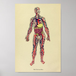 Vintag 1920 Orgelanatomie Art Print Poster
