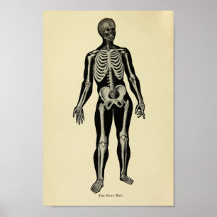 Vintag 1920 Skeleton Anatomie Art Print Poster