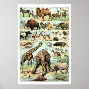 Vintag 1922 Wildtiere Poster