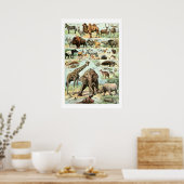 Vintag 1922 Wildtiere Poster (Küche)