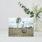 Vintag 1977 Ostrich Safari Postkarte (Stehend Vorderseite)