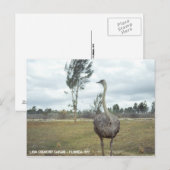 Vintag 1977 Ostrich Safari Postkarte (Vorne/Hinten)