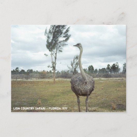 Vintag 1977 Ostrich Safari Postkarte (Vorderseite)