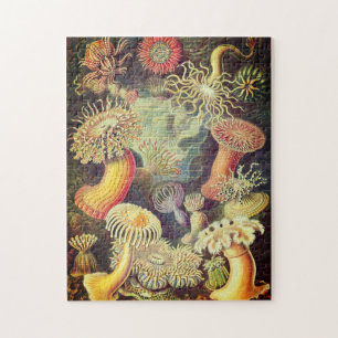 Vintag Actiniae Puzzle von Ernst Haeckel