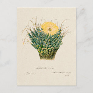 Vintag Agave Cactus Illustration Postkarte